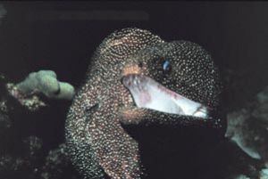 Whitemouth Moray Eel taken in Hawaii with a Nikonos V, 35... by John H. Fields 